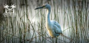 Marsh Management Plan
