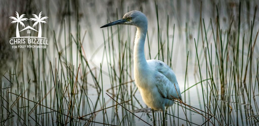 Marsh Management Plan